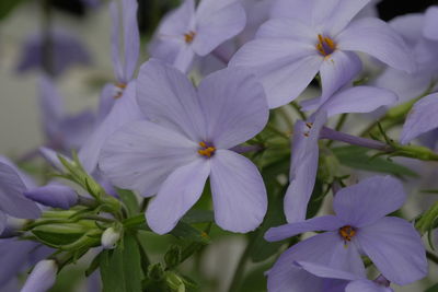 Close-up of purple flowers blooming outdoors