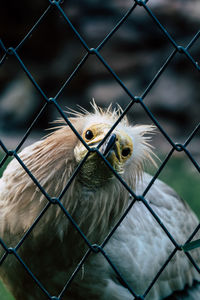 Close-up of bird in cage