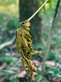 Close-up of grasshopper on leaf