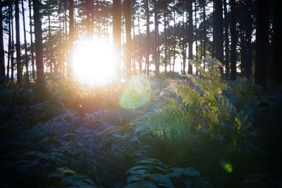 Sun shining through trees in forest