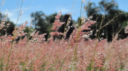 Close-up of wildflowers in field