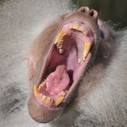 Close-up of animal yawning