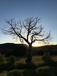 Bare tree on landscape against clear sky