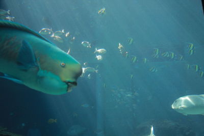 Close-up of fish swimming in aquarium