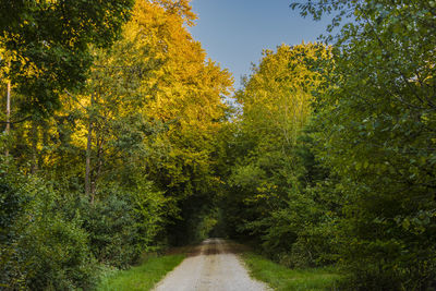 Road amidst trees against sky during autumn