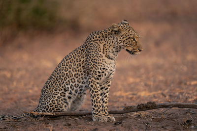 Leopard on field