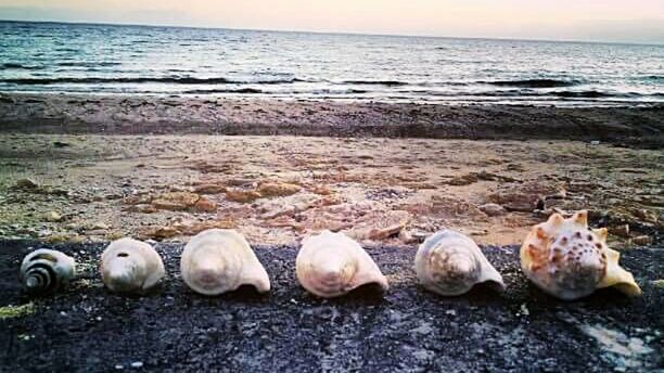 Conch shells