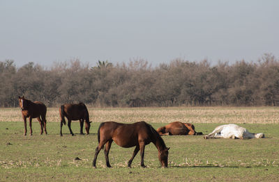 Horses grazing on field against clear sky