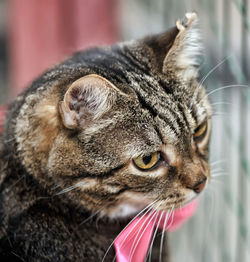 Close-up portrait of a cat looking away