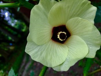 Close-up of flower against blurred background