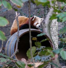 Hello red panda 