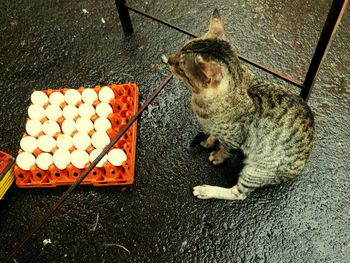 High angle view of cat sitting by egg carton on road