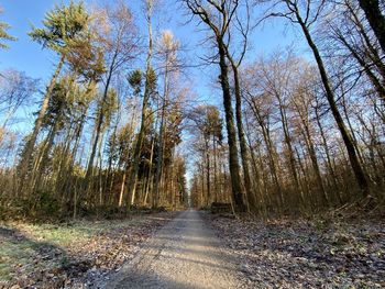 Dirt road along trees in forest