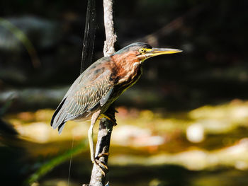 Close-up of bird perching