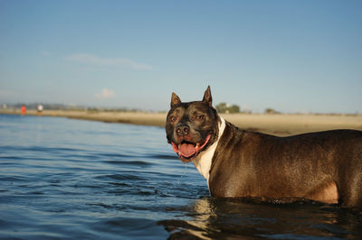 Portrait of dog in water against clear sky