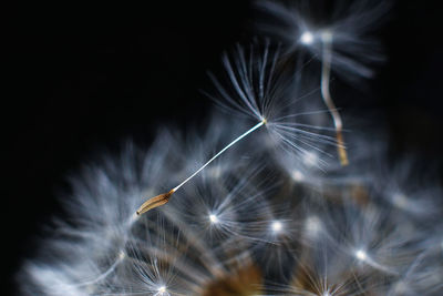 Close-up of dandelion seeds against black background