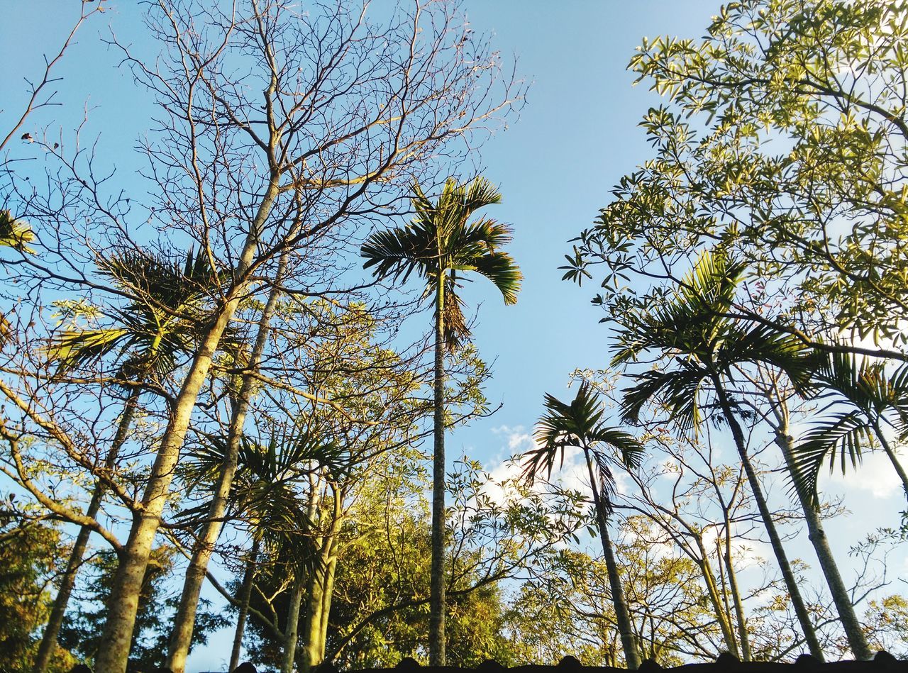 tree, low angle view, branch, growth, clear sky, sky, nature, tranquility, blue, tree trunk, beauty in nature, day, outdoors, no people, green color, leaf, sunlight, tall - high, scenics, tranquil scene