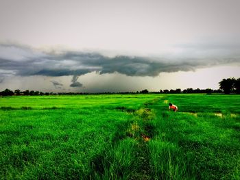 Scenic view of agricultural field against sky