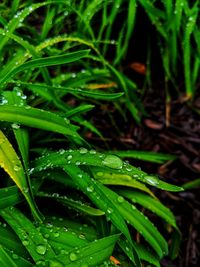 Close-up of wet plant during rainy season