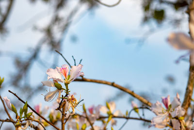 Close-up of pink cherry blossom