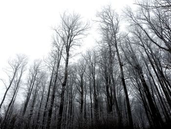 Low angle view of bare trees in forest