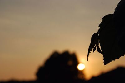 Low angle view of silhouette tree against sky at sunset