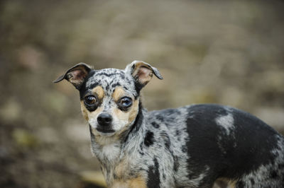 Close-up portrait of chihuahua dog
