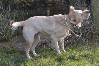 Dog on wet floor