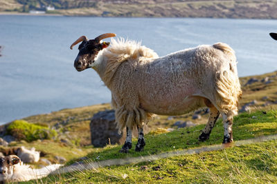 Sheep standing in a field