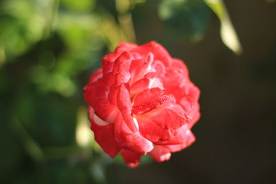 Close-up of red rose blooming outdoors