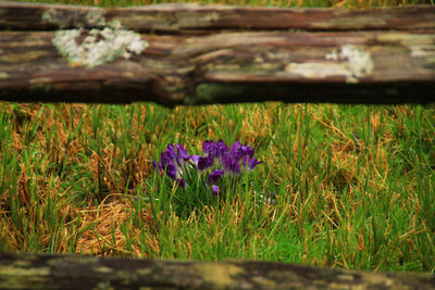 Purple flowers growing in field