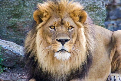 Portrait of lion sitting outdoors