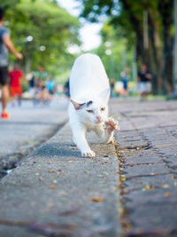 View of a cat on footpath