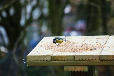 Close-up of blue tit against blurred background