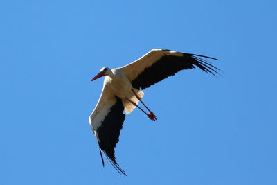 Low angle view of stork flying against clear blue sky on sunny day