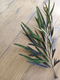 High angle view of plant growing on wood