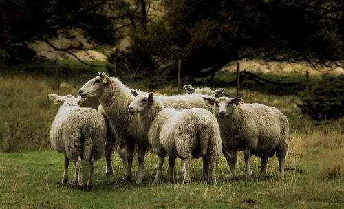 Sheep on field