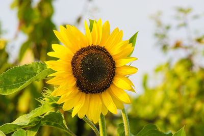 Close-up of sunflower