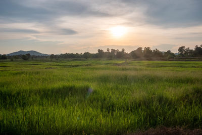 Scenic view of field against sky during sunset