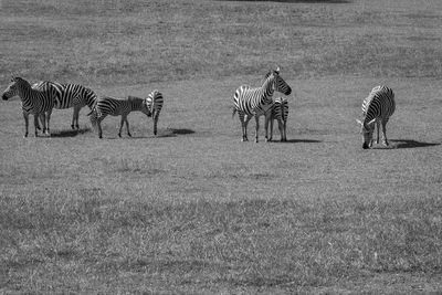 View of zebra on a field