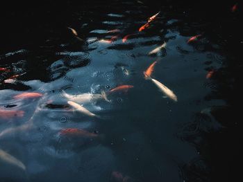 High angle view of koi carps swimming in lake