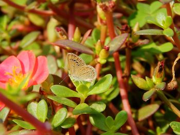 Close-up of butterfly on plant