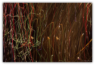 Close-up of illuminated grass at night