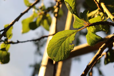 Close-up of leaves on branch