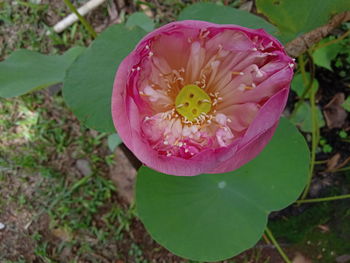 Close-up of pink lotus water lily