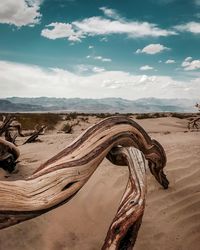 Driftwood on sand dune on beach against sky