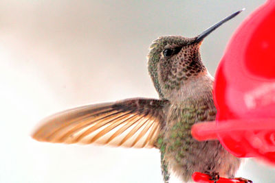 Annas hummingbird at red hummingbird feeder