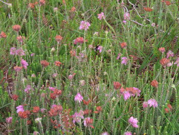 Close-up of pink flowering plants on field