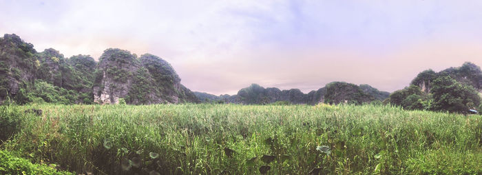 Scenic view of field against sky