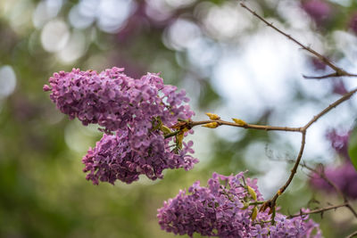 Close-up of pink flowering plant